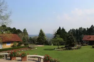 Převislé Okrasné Stromy Do Malých Zahrad